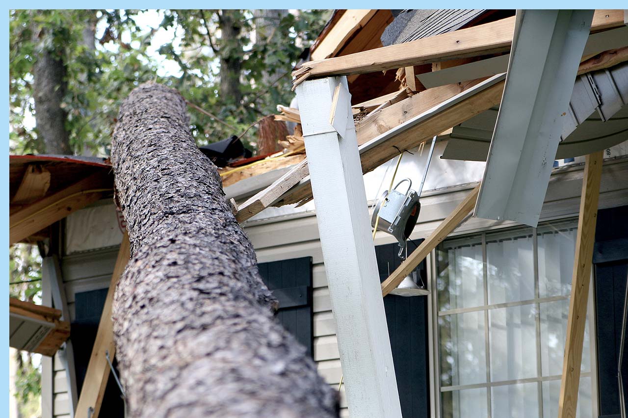 tree crash into house